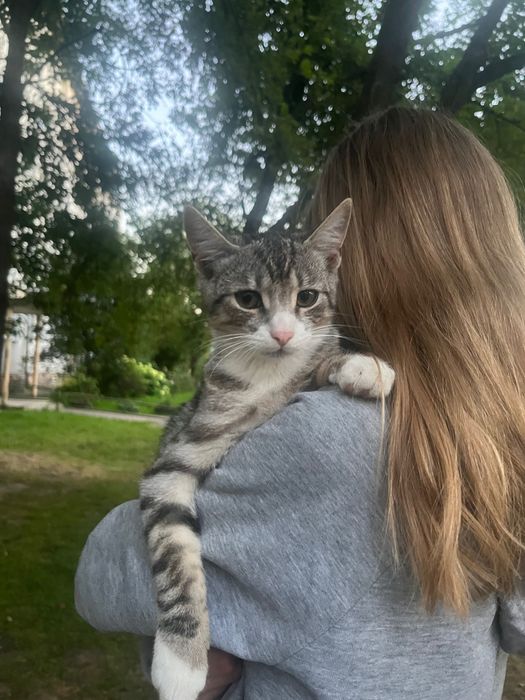 кошеня 4 місяці шукає сімʼю