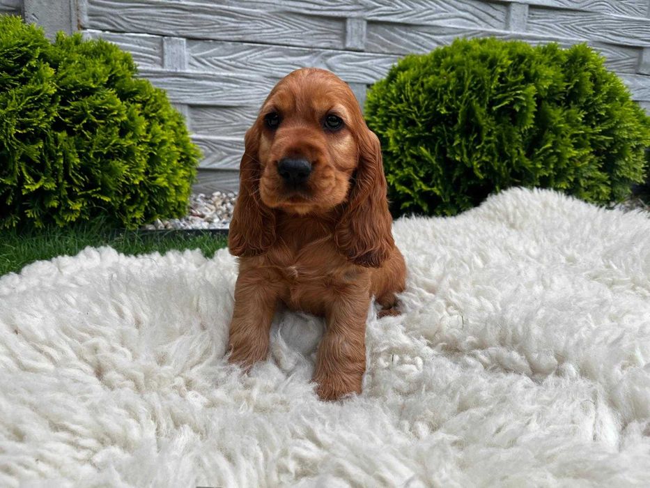 Piesek Cocker spaniel angielski