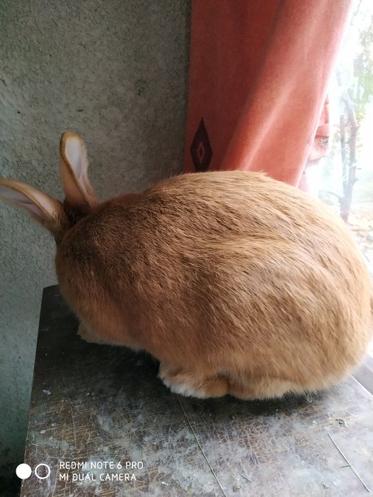 Продаю кролів бургунскої породи