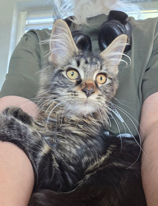 Kotka Maine Coon do rezerwacji