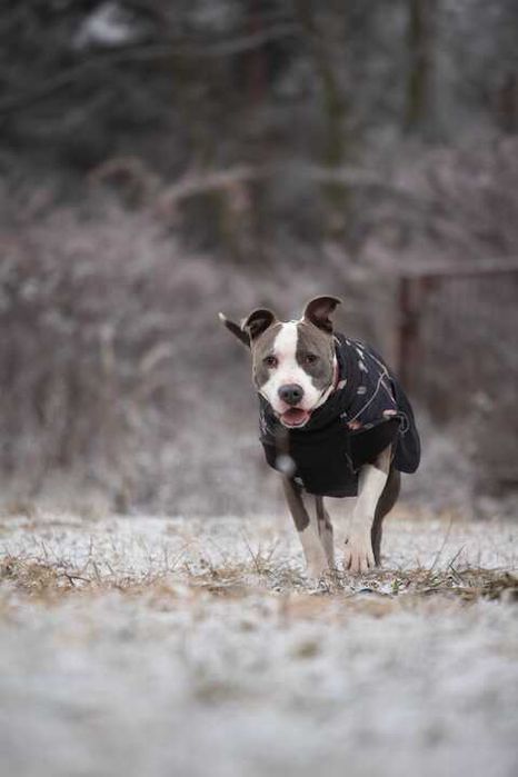Pies Nr 32/25 LIMO PsiKot Schronisko Chorzów TOZ
