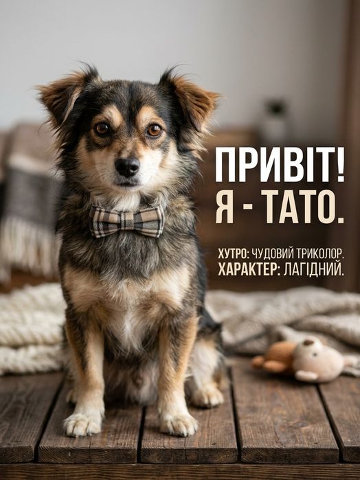 Цуценята шукають родину.
