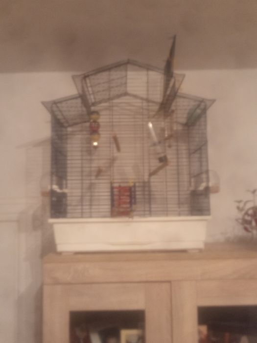 Sprzedam parkę Papug Falistych  z klatką i całym wyposażeniem