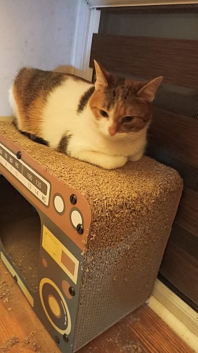 Miziasta kotka prosi o dom