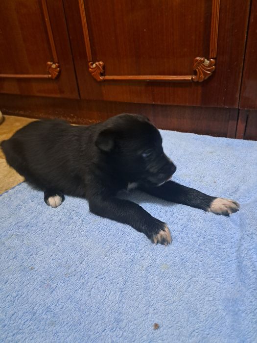 Спасите щенков девочек