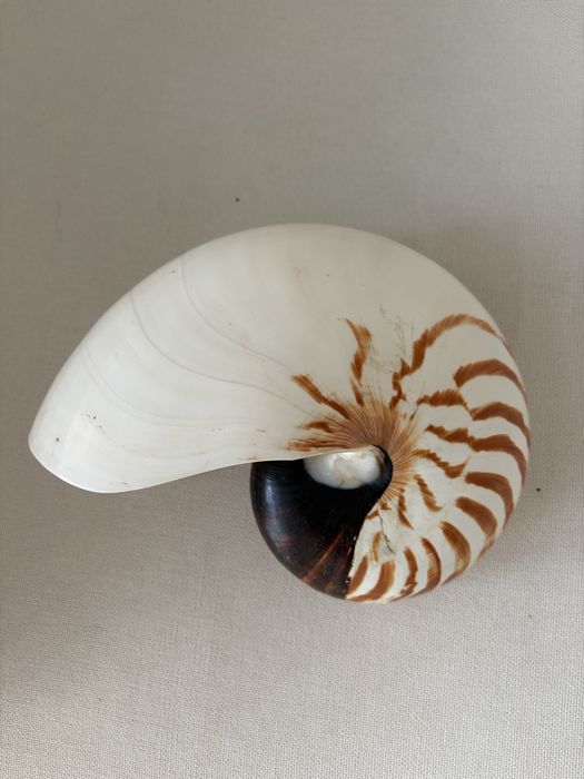 Łodzik nautilus muszla kolekcjonerska