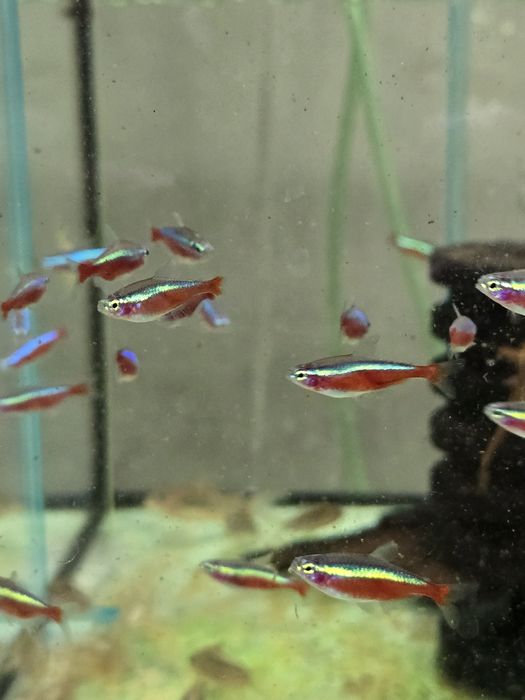 Neon czerwony sprzedam