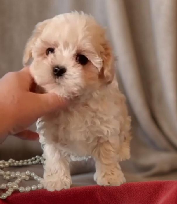 Чудесный мальчик мальтипу. Baby face.