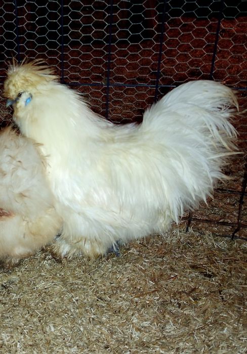 Silki jedwabiste kurczaki lub koguty