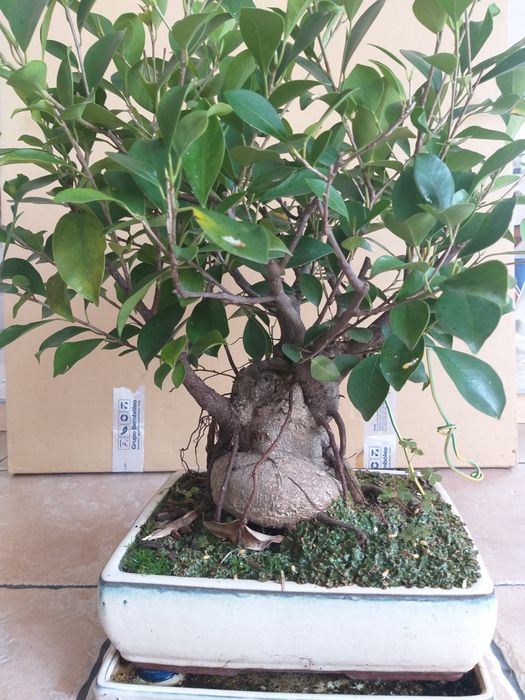 Bonsai 11 anos idade
