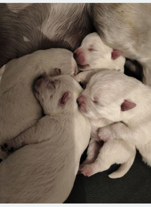 Whest highland white terrier