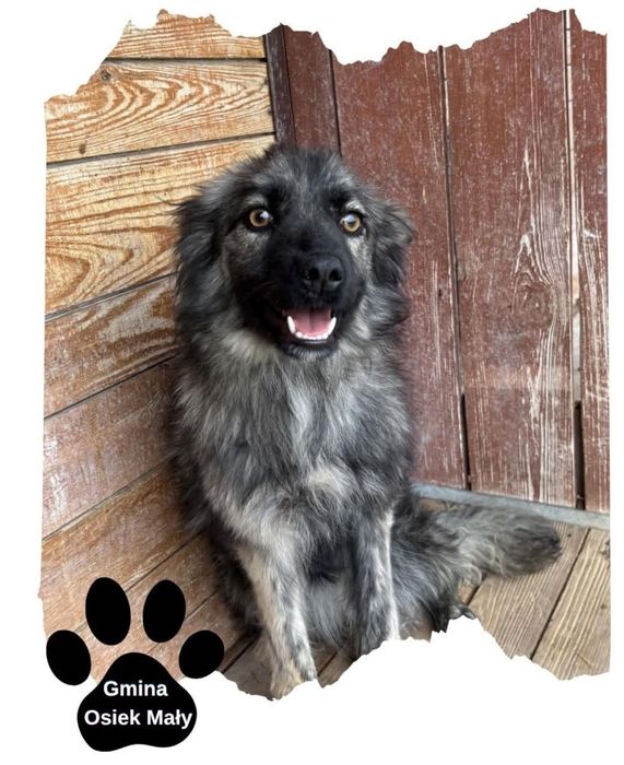 Sunia o unikatowym wygladzie ADOPCJA PILNIE