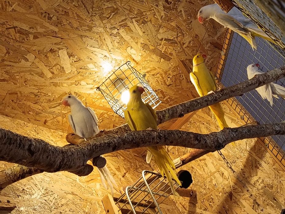 Aleksandretty obrożna - para