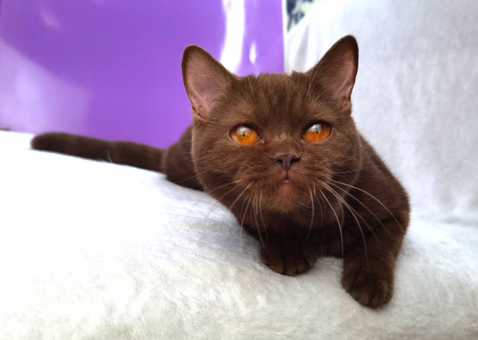 Шоколад шотландская кошечка с документами ВЦФ и ветпаспортом