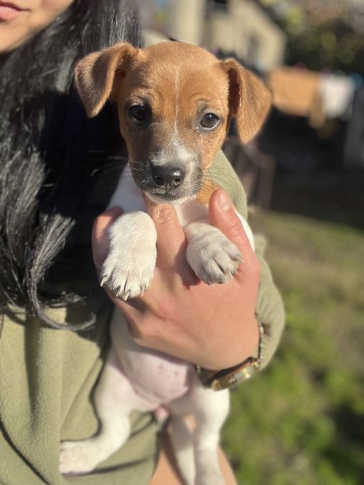 Маленька зірочка джек