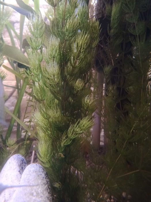 Rogatek DUŻO roślina do akwarium