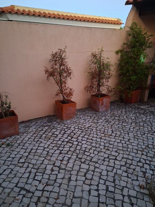 Vasos quadrados com arbustos