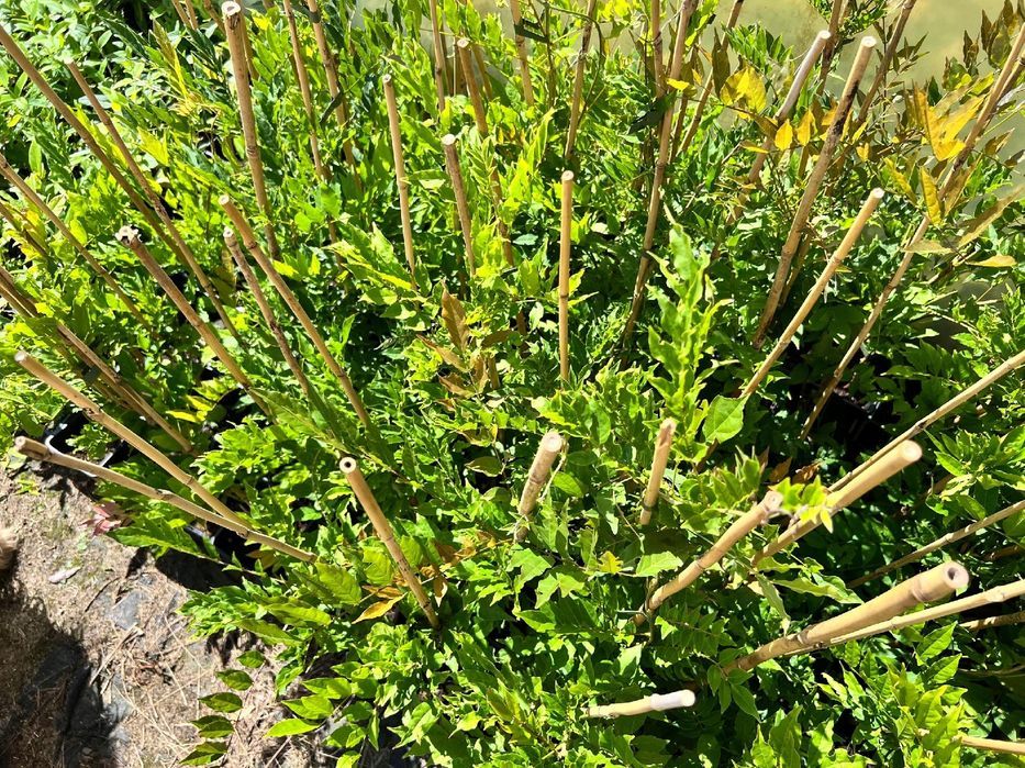 Glicynia kwiecista 'Ludwik Lawin' (Wisteria floribunda) Ludwig 2L