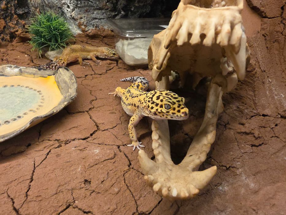 Gotowe terrarium 90x55x50cm + 2 Gekony Lamparcie samiczki