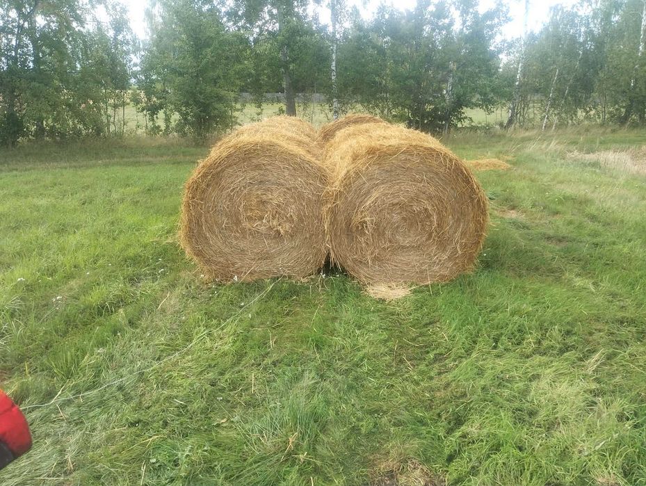 Słoma  owsianka 150+ sucha waga okolo 280-300 kg