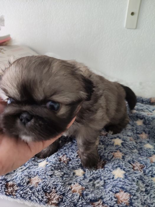 Piquenês fêmea linda