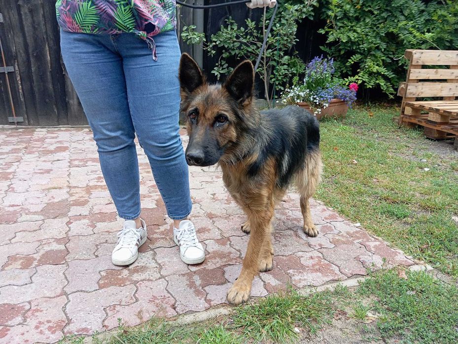 Pola - śliczna sunia w typie owczarek niemiecki