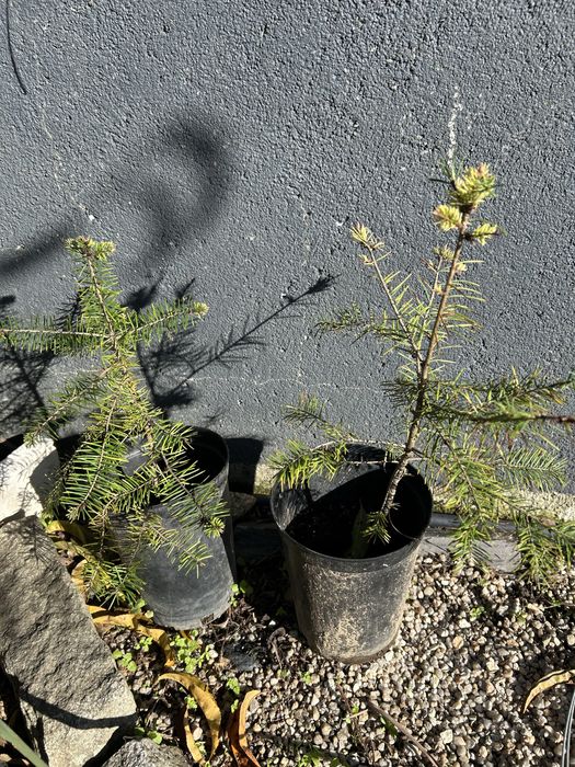 31 sucuentas, 3 azevinhos, 2 pinheiros nórdicos