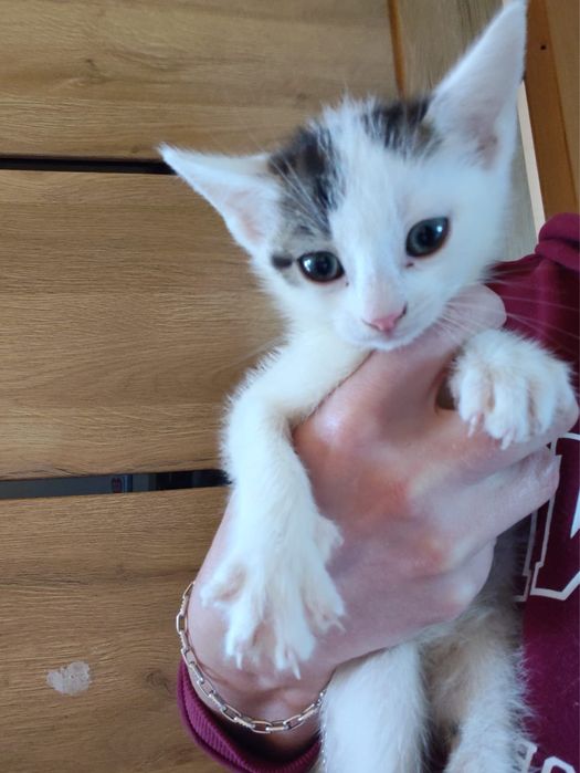 Kociaki do adopcji