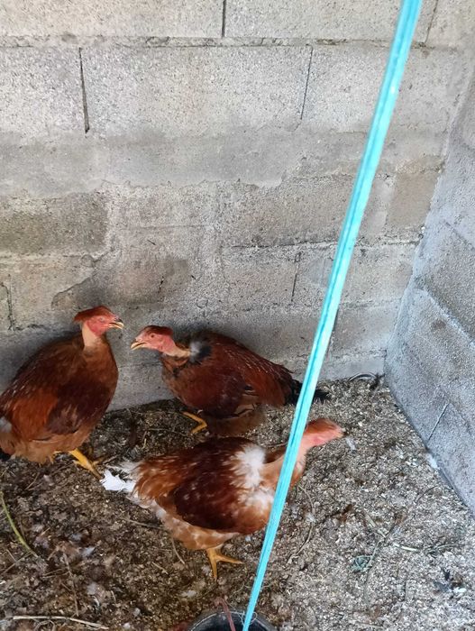 Tenha para venda Galos Capões