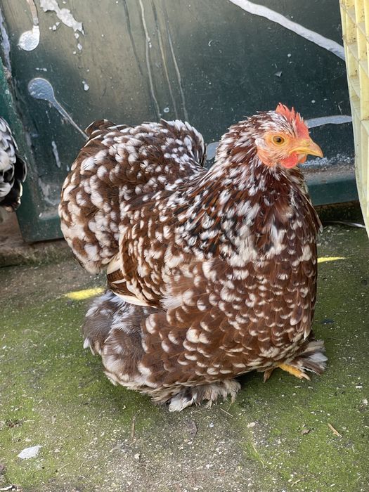 2 casais de galinhas pekin