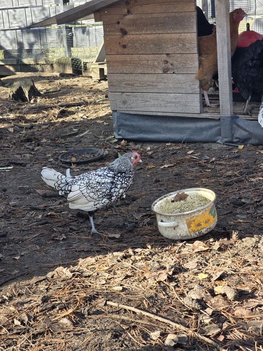 Kury SEBRYTKA srebrna