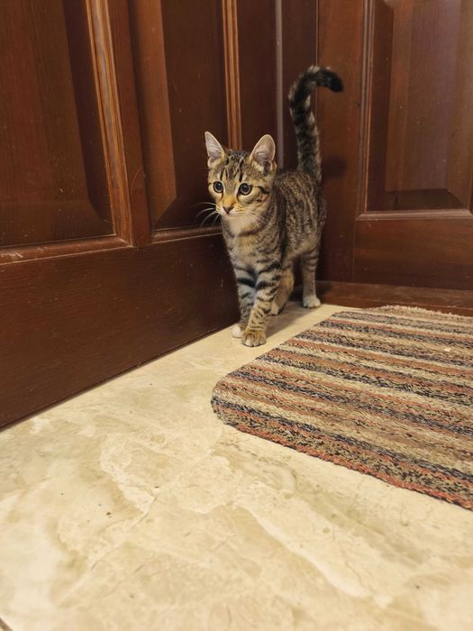 Киця в добрі руки