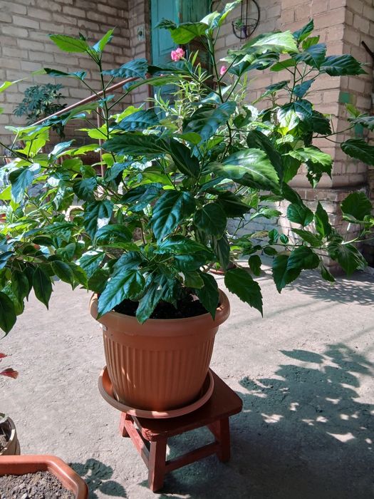 Гібіскус махровий, кімнатний.