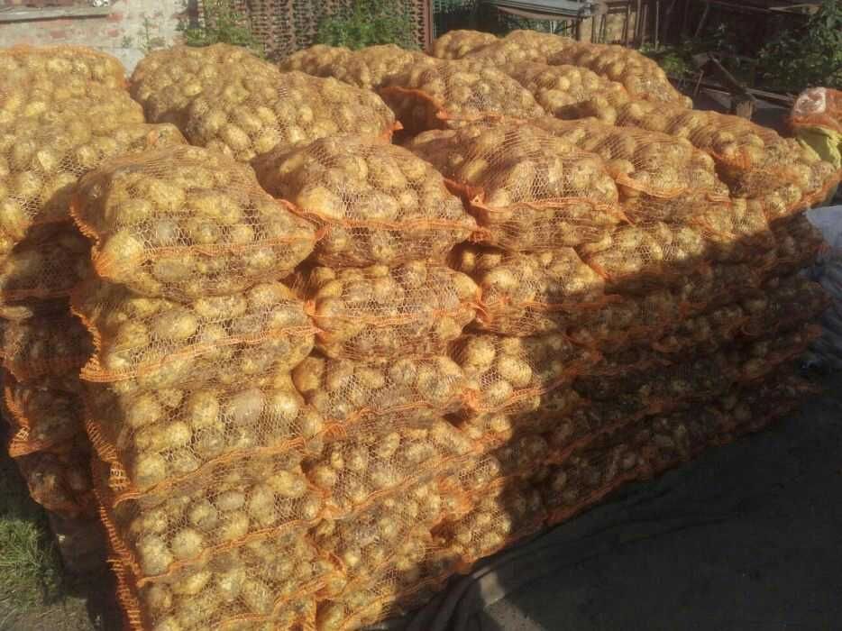 Ziemniaki kartofle gala wineta Soraya Otolia Belarosa czerwone hurt