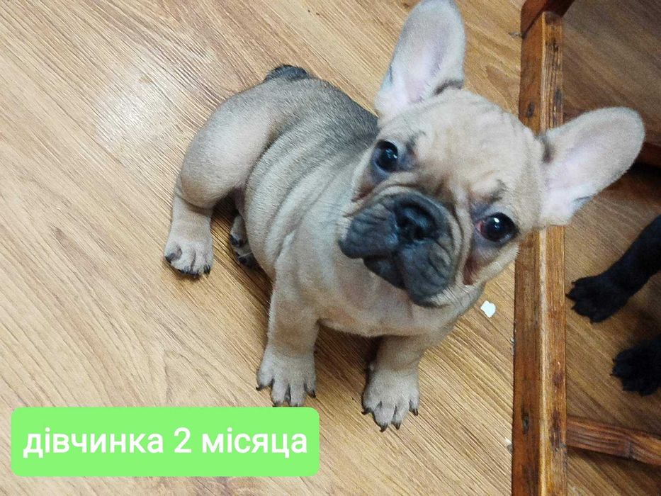 Французький бульдог