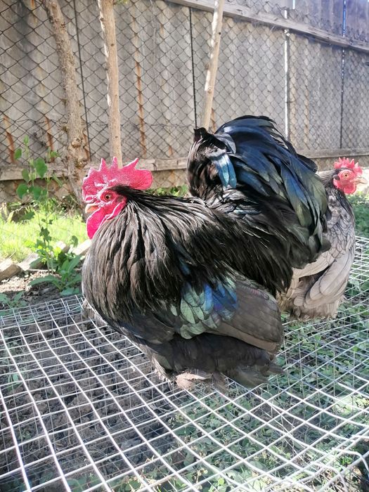 Кохинхин карликовый.