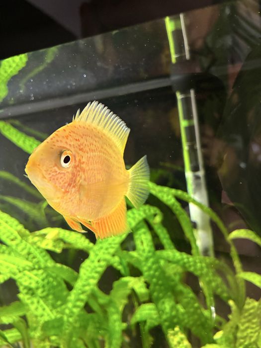 Pielegnice Severum red - samiec i samica