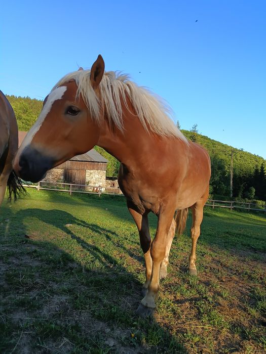 Ogierek haflinger