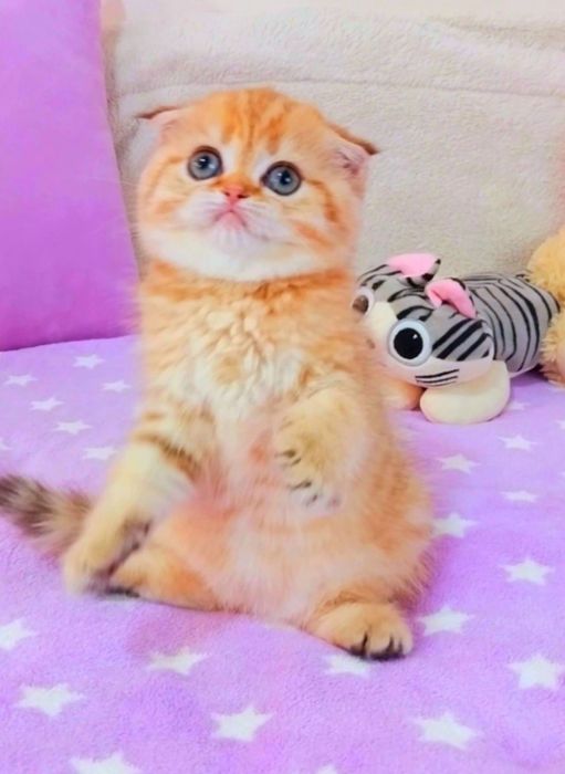 Чудо дівчинка Золота красунечка шиншилка