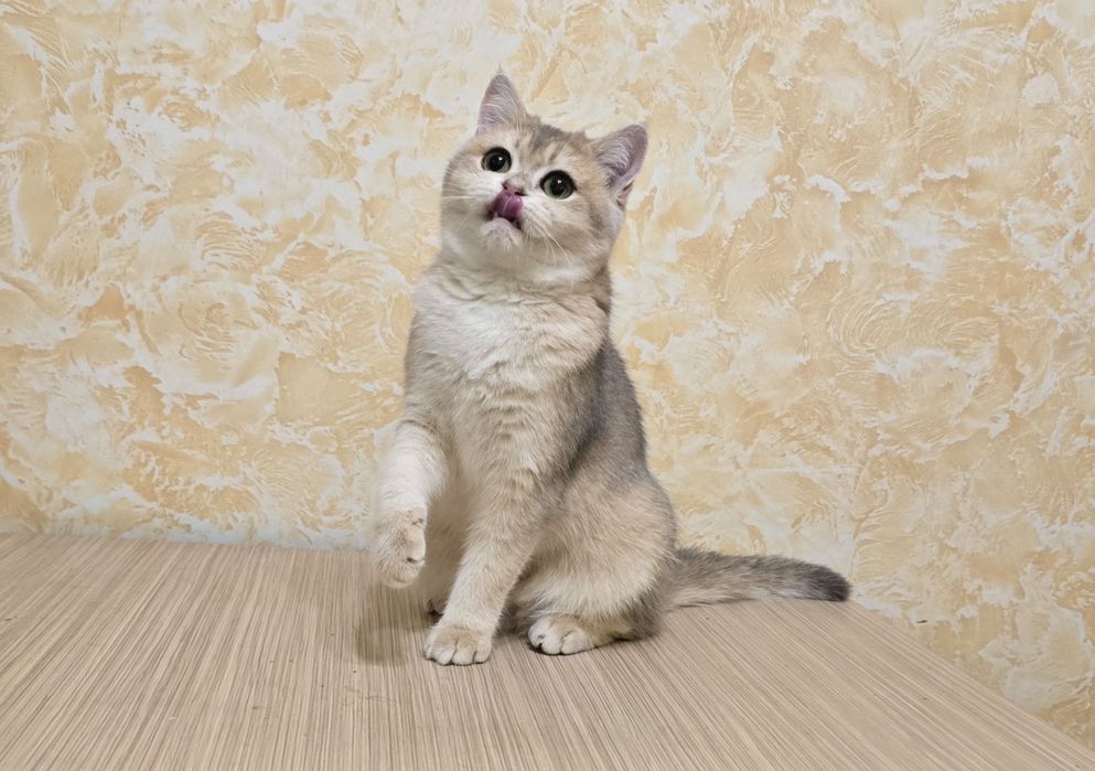 Кому шотландскую снегурочку?