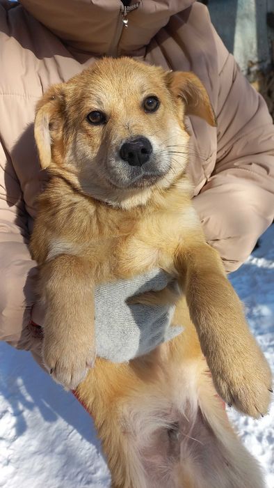 Цуценята, безкоштовно