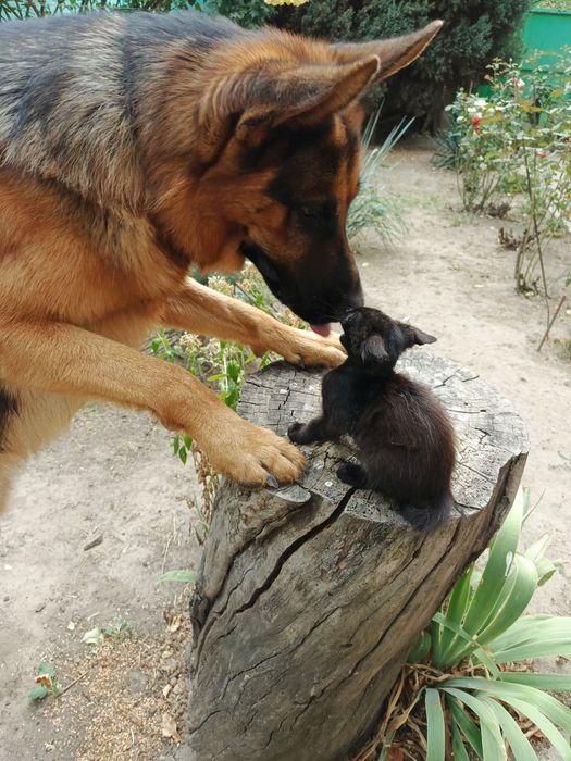 Котёнок бесплатно