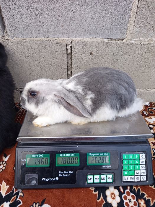 Кролі, робочі самці та молодняк