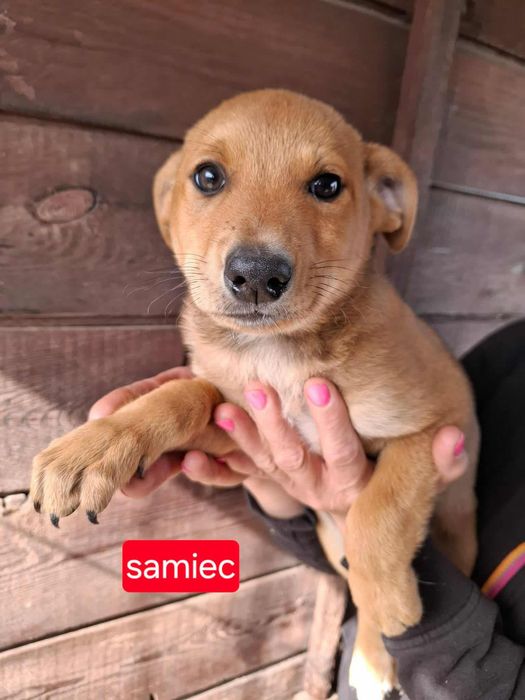 Szczenięta proszą o domy.