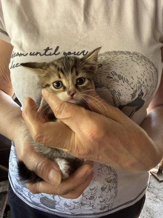 Віддам у добрі руки малюків