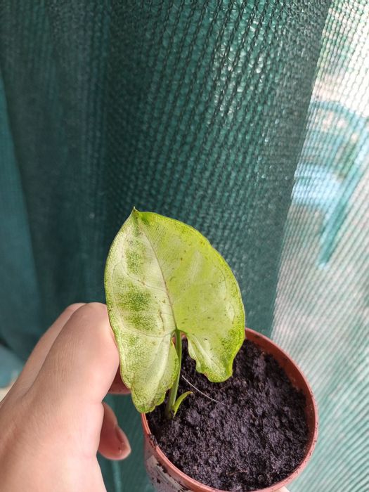 Сингоніуми. Різні сорти