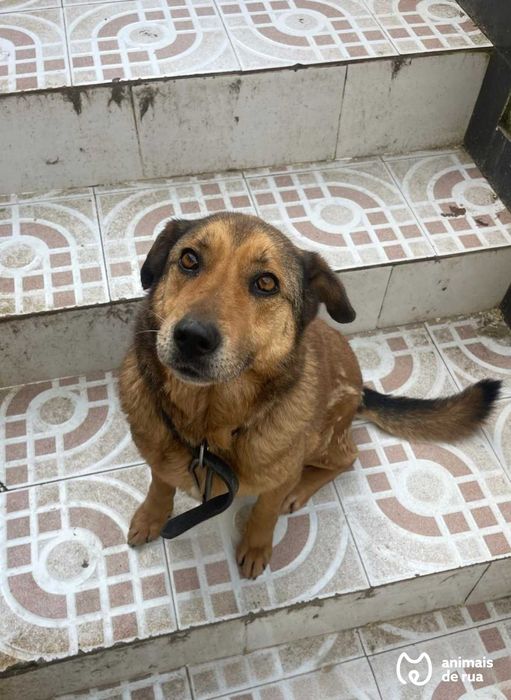 Lassie | Para Adoção
