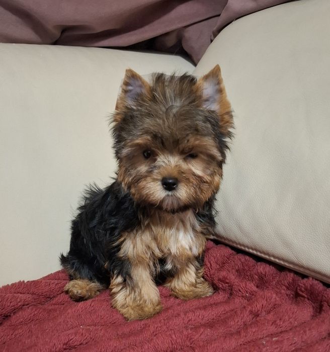 Czarno złota suczka Yorkshire Terrier