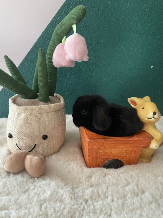 Sprzedam  mini  loop dostępne czarne