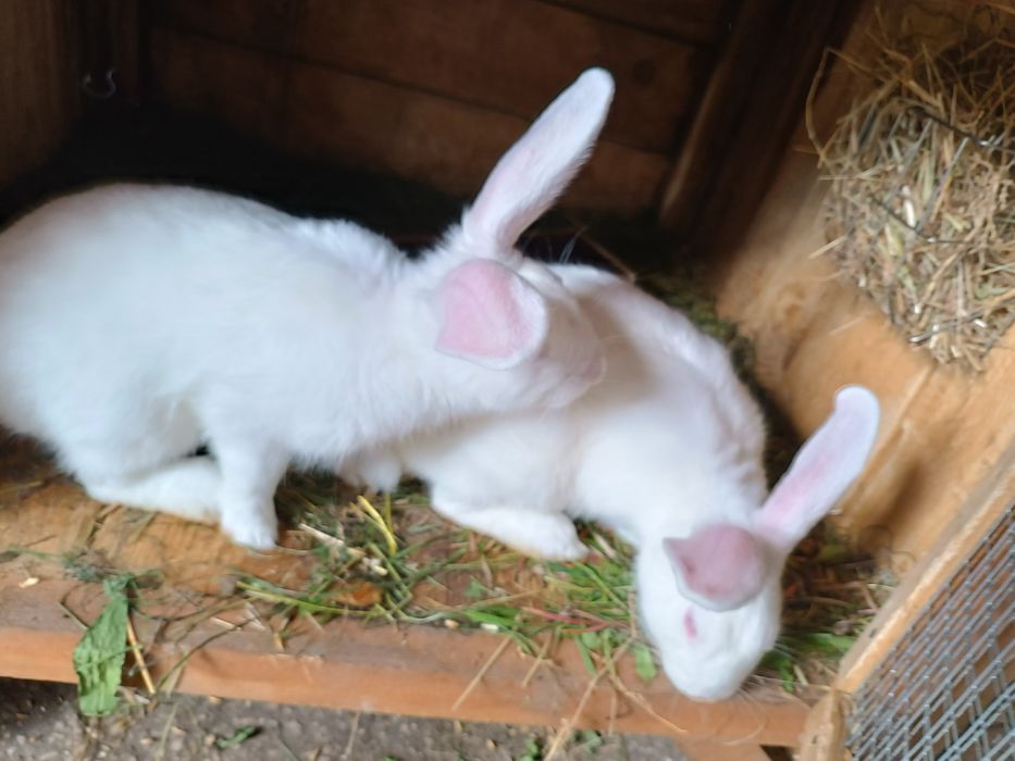 Sprzedam króliki termondzki biały